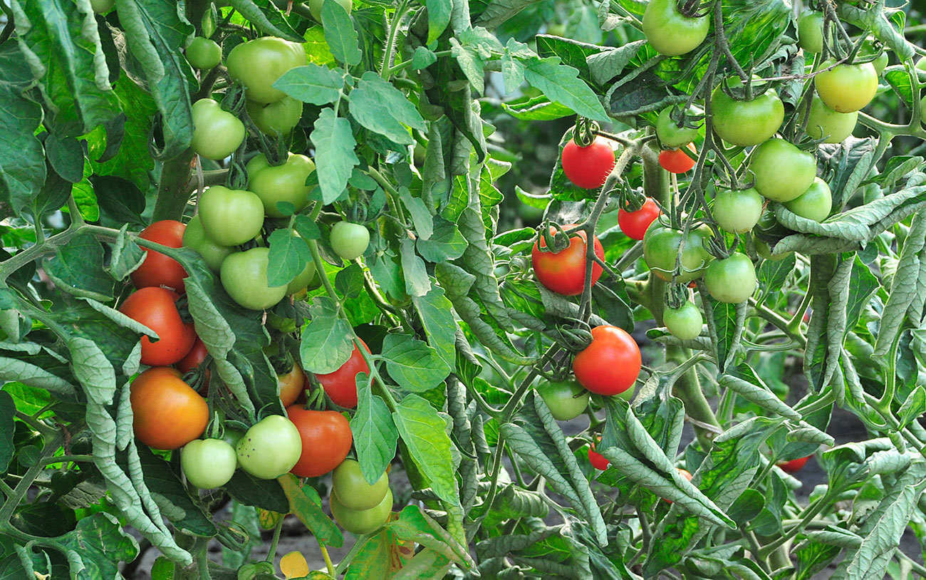 Tomaten