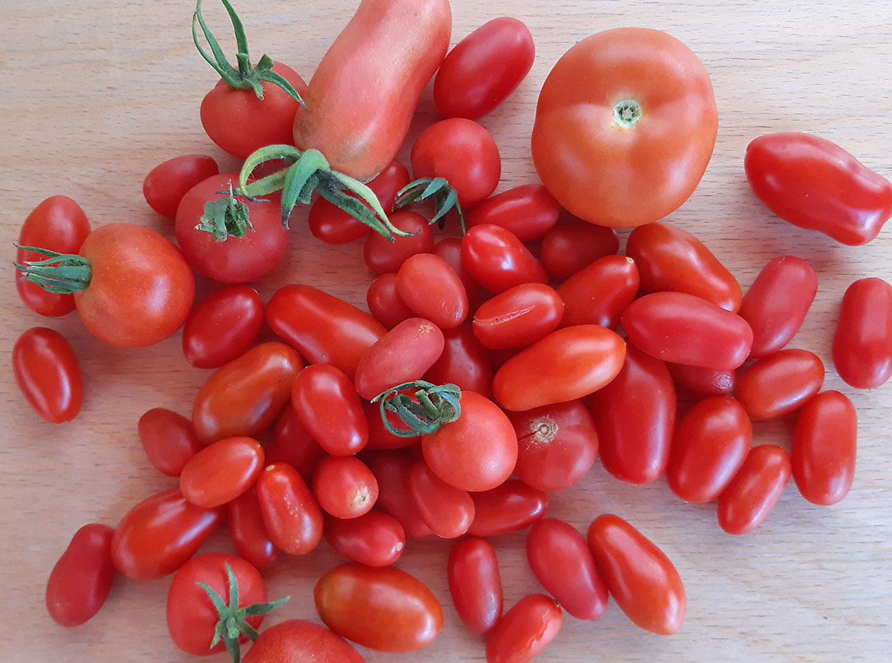 rote Tomaten